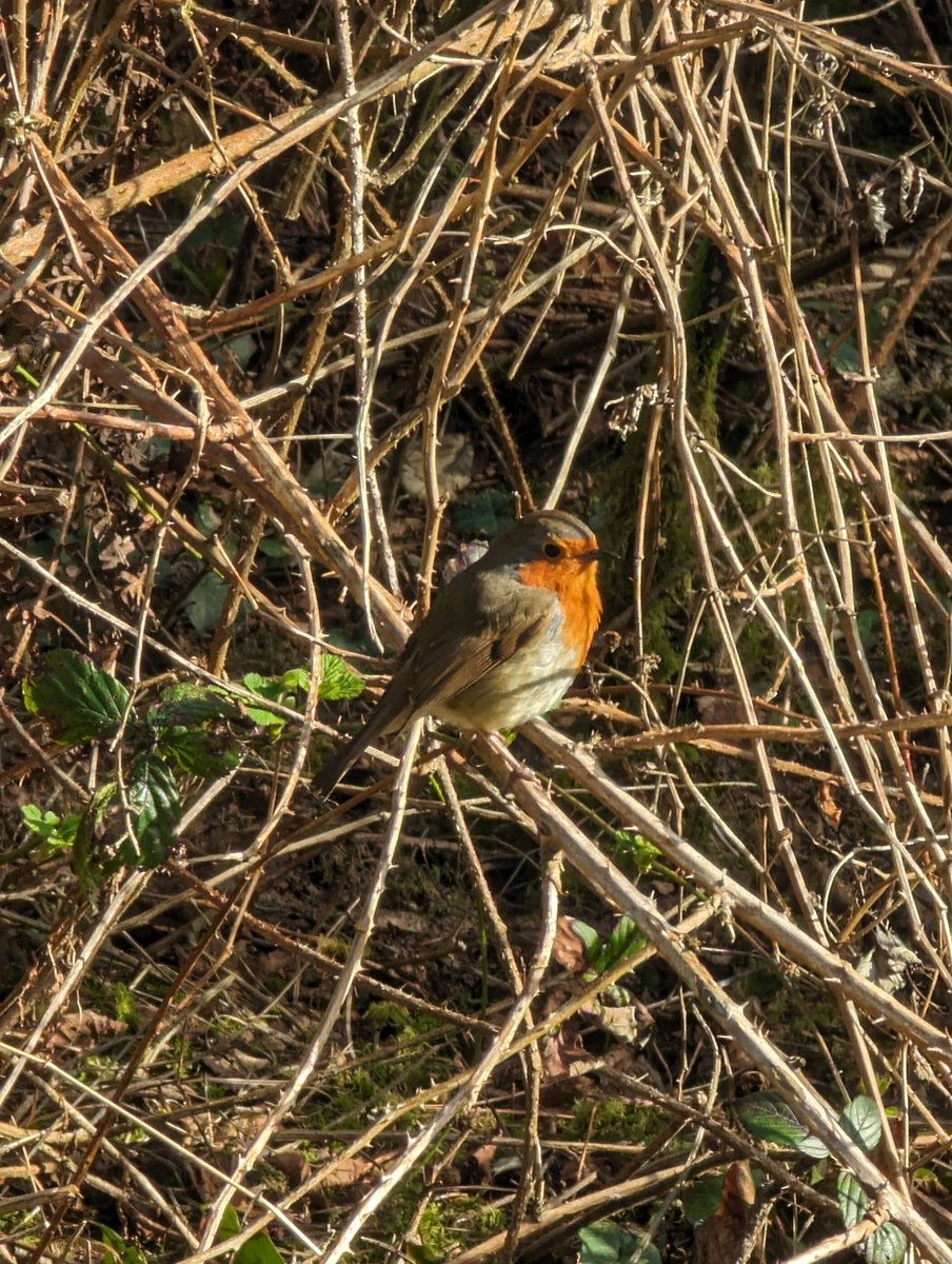 Ryan Bramley 🐻 tweet media