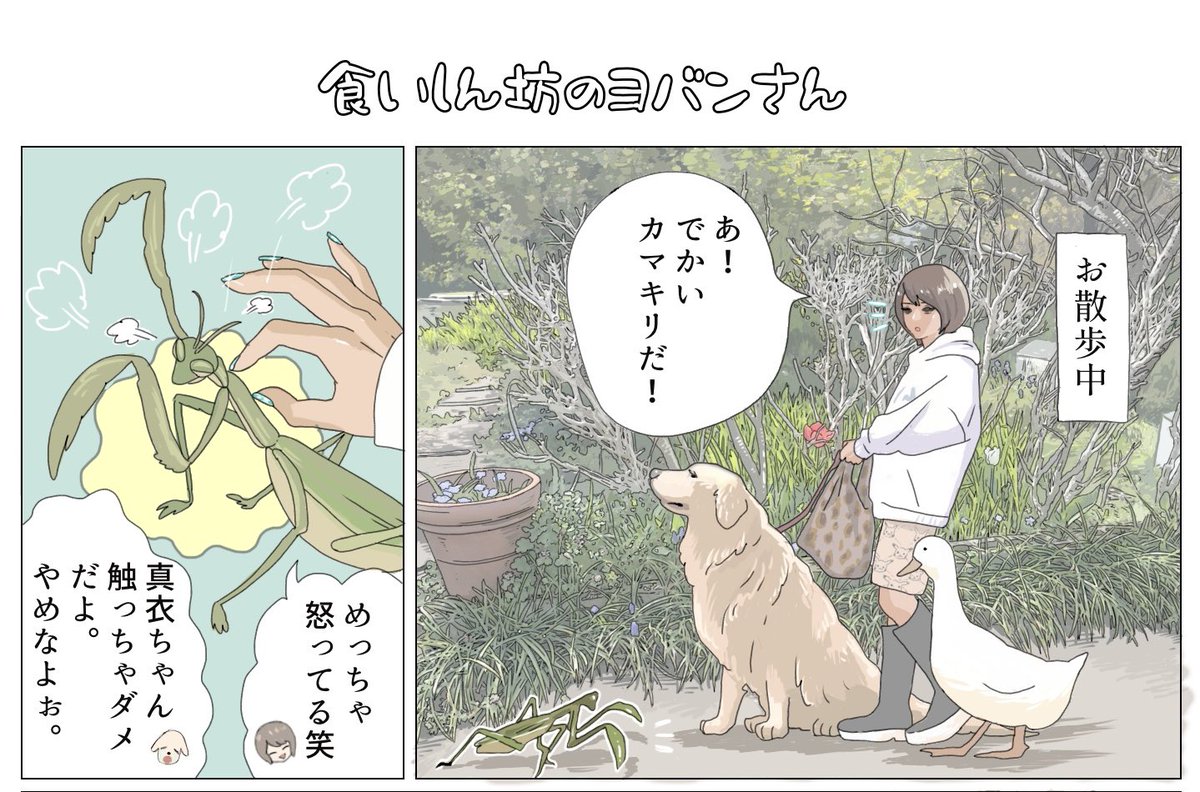 アヒルは基本的になんでも食べます。私とエースくんはいつもドン引きしていました。でも本能で危険な生き物はわかるようでムカデや蜂は食べません。不思議です🐥
#エースとヨバン 