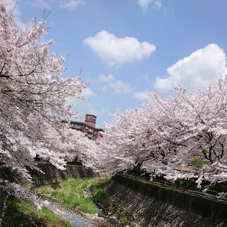 明日は大雨らしいから散っちゃうんだろうなぁ🌸