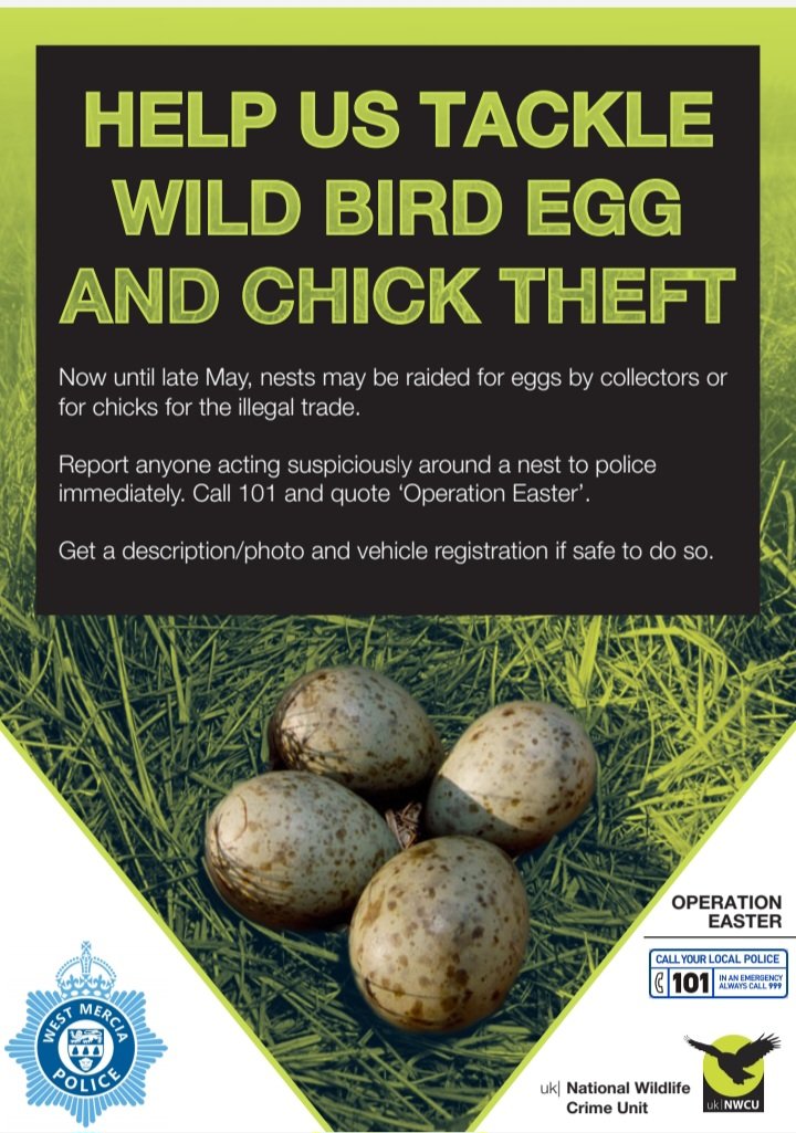 The taking of wild bird eggs is a crime but remains an illicit hobby for some determined individuals. Whole clutches can be taken from our rarest birds and stored in collections. New risks to wild birds have also emerged with criminals taking eggs/chicks from birds of prey nests.
