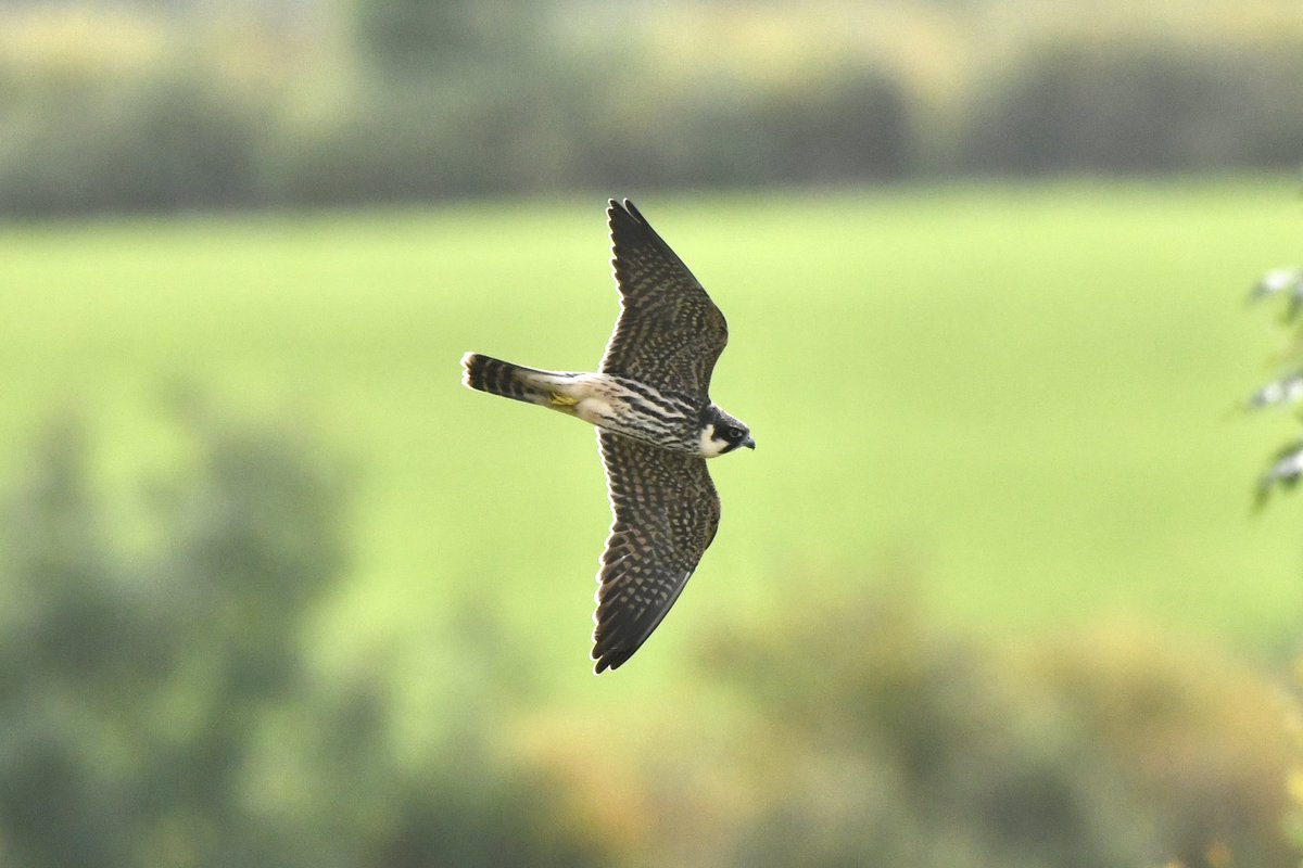 The work of county bird recorders in collating records is vital for the RBBP - about 2/3 of our data comes through their submissions. In a NEW BLOG Shaun Robson @NarwhalSh describes his work as rare breeding bird recorder for @DorsetBirdClub tinyurl.com/RBBPDorset