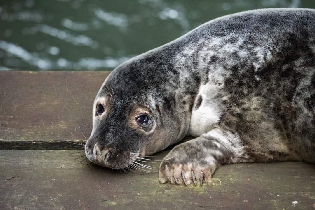 Nielsen McAllister tweet media