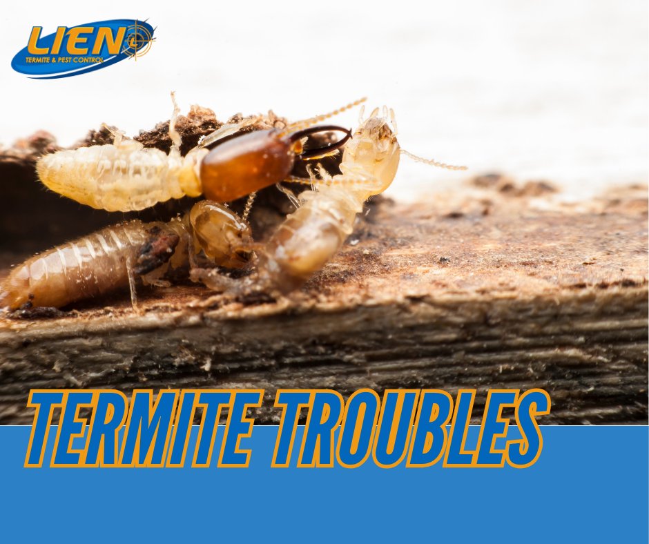 LienTermite's tweet photo. Don't let termites take over your space! Our termite and pest control specialists are here to kick them out for good and stop them from returning in the future! #PestControlSpecialists #TermiteSpecialist #OmahaPestControl https://t.co/0NusnnmlSF