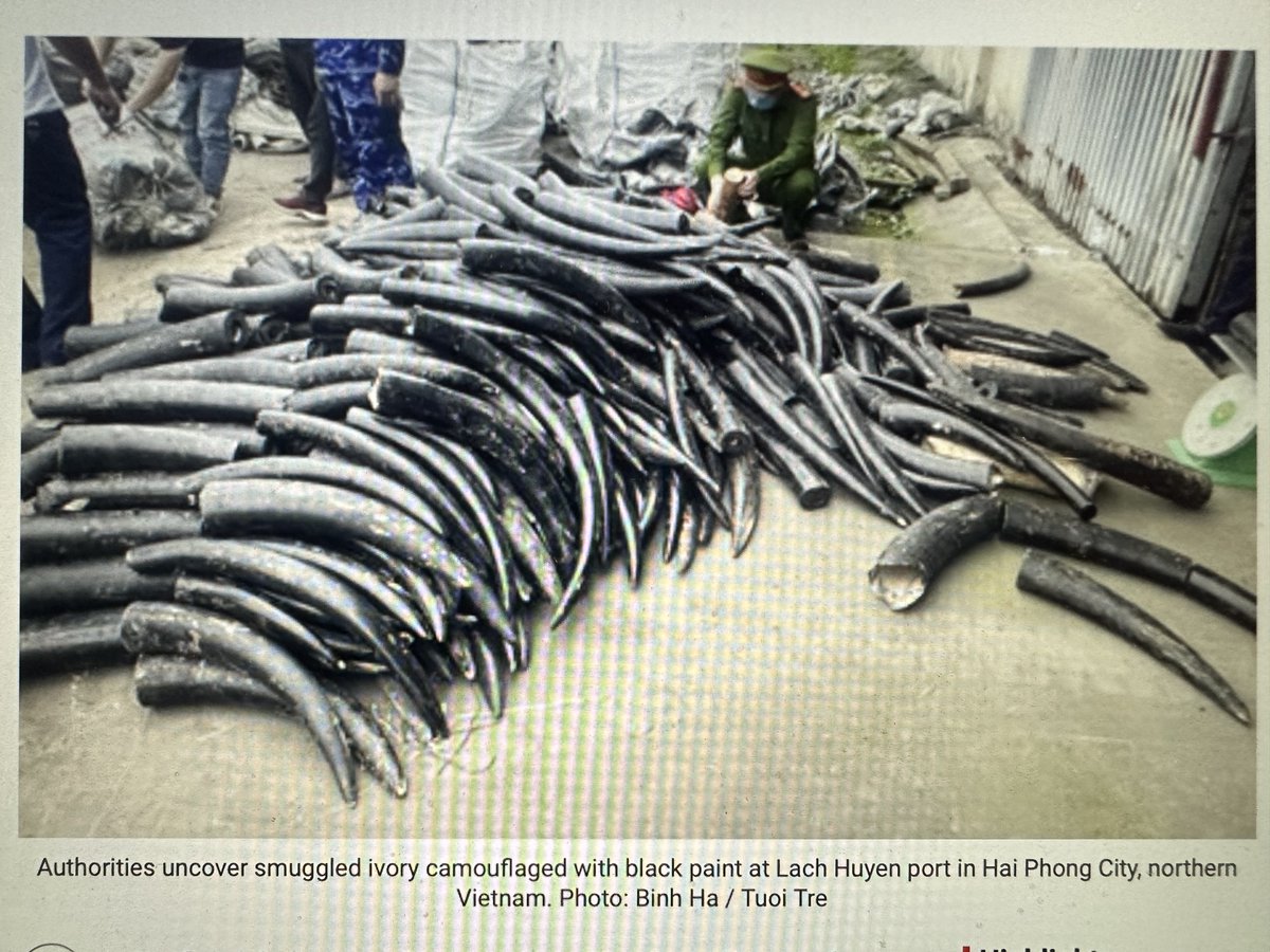 Poaching #elephants and illegal #ivorytrade on the rise?Vietnam seizes 1.6 tonnes i.e. 547 pieces of smuggled ivory at northern port coming from #Nigeria tuoitrenews.vn/news/society/2… 1/2