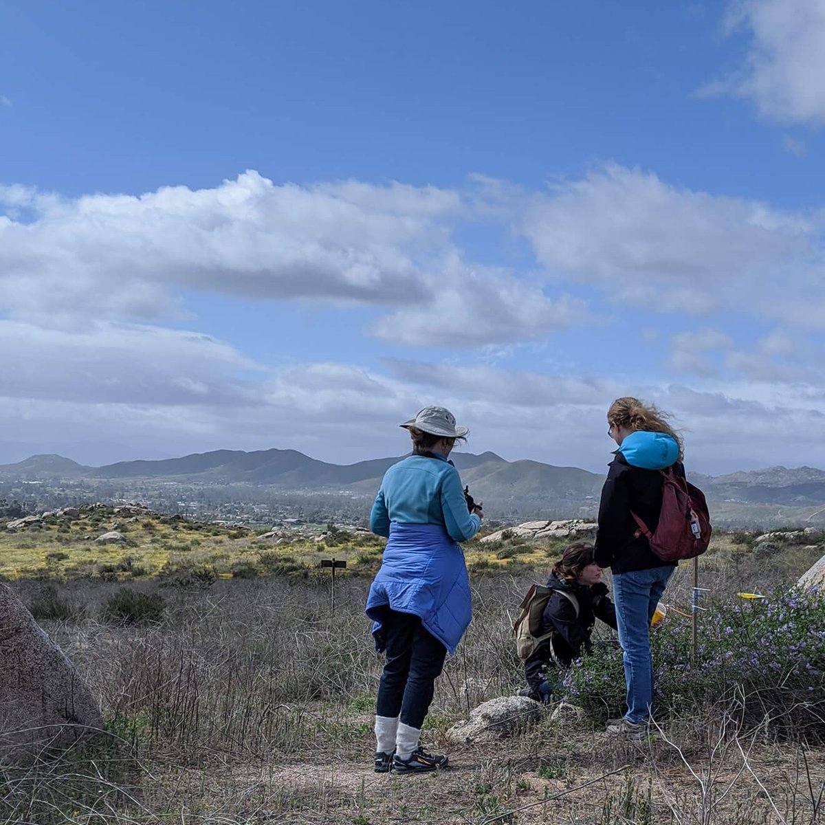 Researchers from the @MalmstromEcoLab and the Mauck Lab @UCRCNAS have partnered up to learn more about non-native crop viruses that are infecting and jeopardizing the health of wild desert plants. #PlantVirology Read more on the collaboration: natsci.msu.edu/news/2024-03-w…