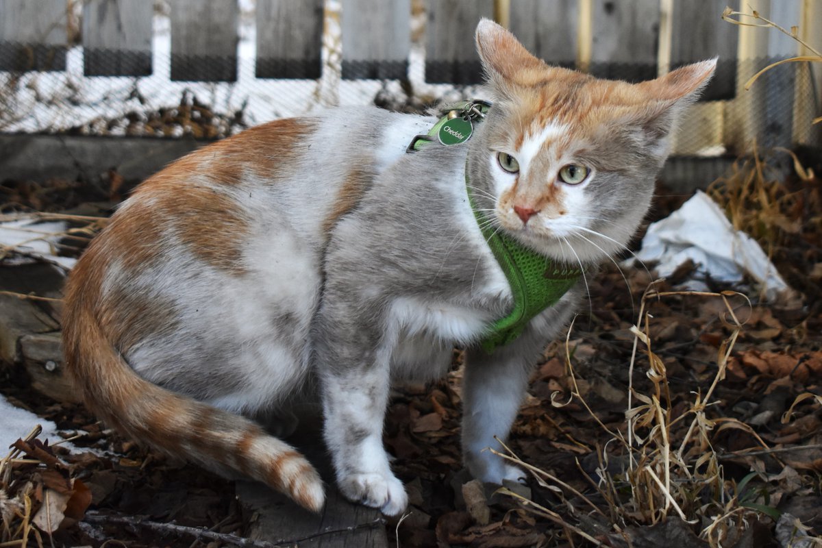 Warm spwing air
Full of happy smells
As I go outside

A sea of warryer paynt
I jump rite in
Rolling awound
Until I turn blak

Den I go on pawtrol
Protekting my yard
Eksploring my catdom
Fearse as can be

#WarryerPaynt #MamaSedIFilfy #SheWipeyMeAfter #StillNoFin #MamaNeedsWest