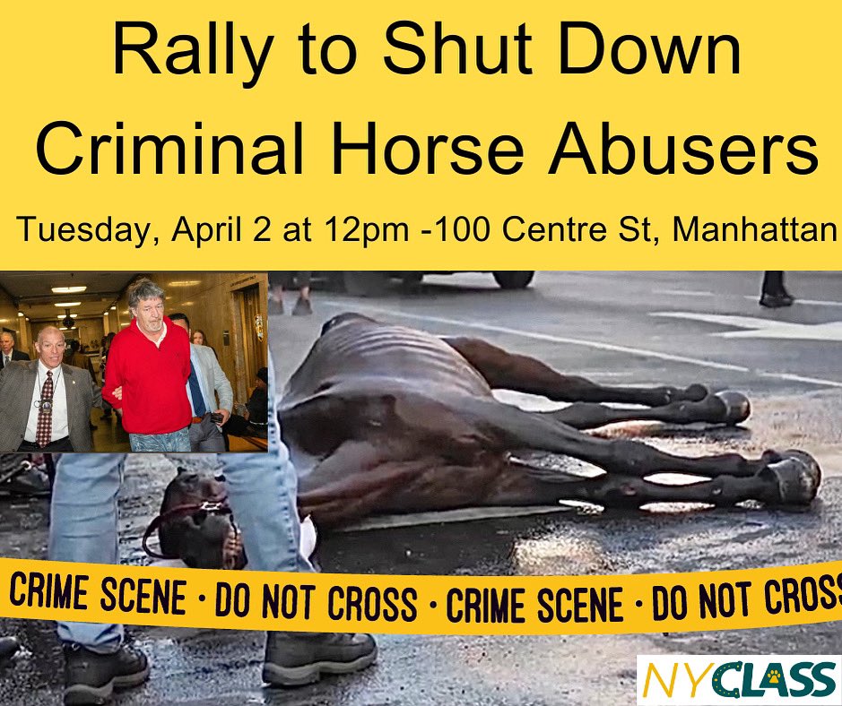 BREAKING NEWS: Abusive horse carriage owner #IanMcKeever is scheduled for a criminal trial April 23, set by the judge. He deserves jail time for his heinous cruelty to elderly, sick horse Ryder, who later died. We need to shut down this criminal business. #BanHorseCarriages