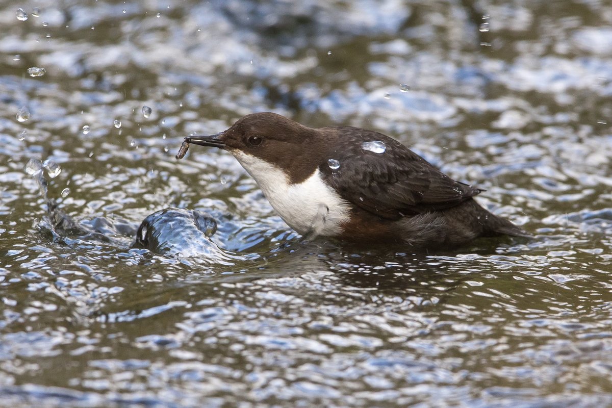 Peak District Dippers: despite all the recent rain this couple already have 2 fledged juveniles 👏👏👏