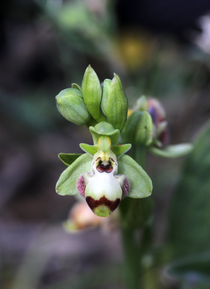 Outstanding Ophrys rhodia variations found by guests @juliet_turner6 and Steph today - a chlorotic plant, and an aberration where normal lip markings have been subsumed by a pale panel. Brilliant work from Team Mariposa! We're all finding things for one another already this week.