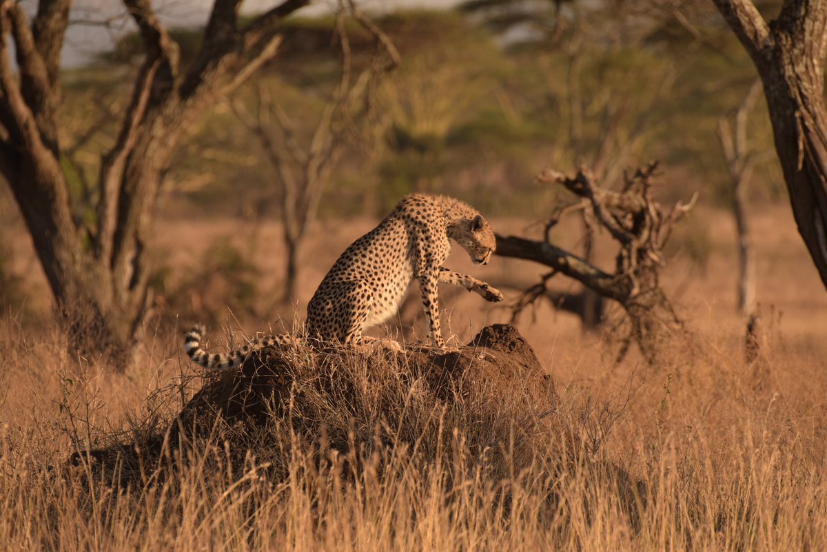 First Light, Fast Life: The Savanna's Silent Observer!! #serengeticheetahs #cheetahswemonitor #spottycats #goldenlight #cheetahsoftwitter #catsoftwitter #serengeticheetahproject @SarahMDurant @hmk_oneill @AnneWHilborn @CCIAfrica @OfficialZSL @TimRBDavenport