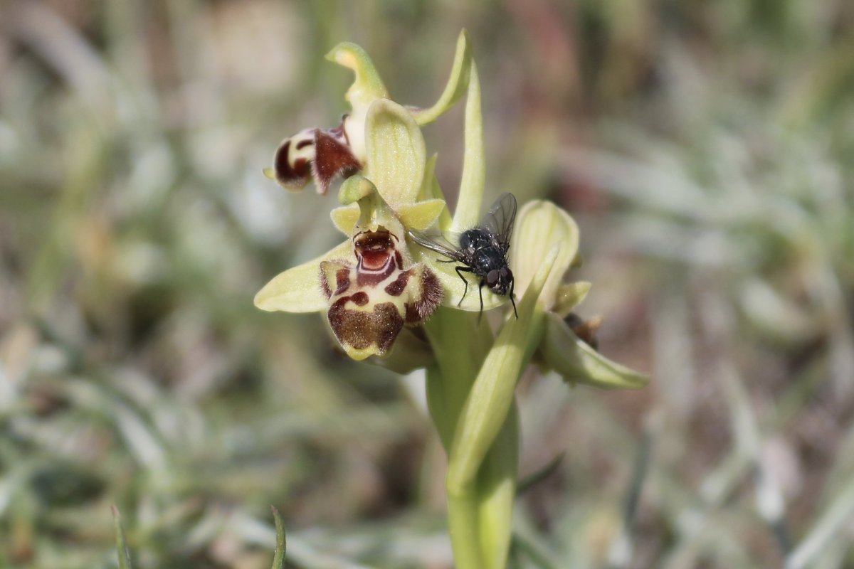 Today is day 2 on my botanical adventure and I managed to photograph a fly visiting the flowers of this little orchid (which I am told is Ophrys umbilicata spp rhodia) 📍 Rhodes, Greece