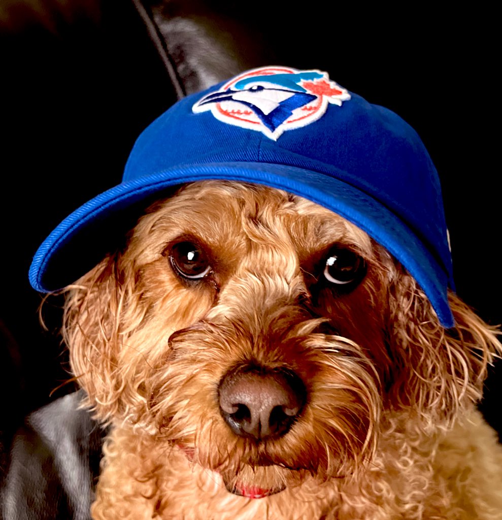 Nugget watching the @BlueJays get no hit last night