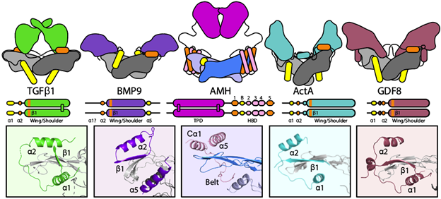 Tom Thompson Lab tweet media