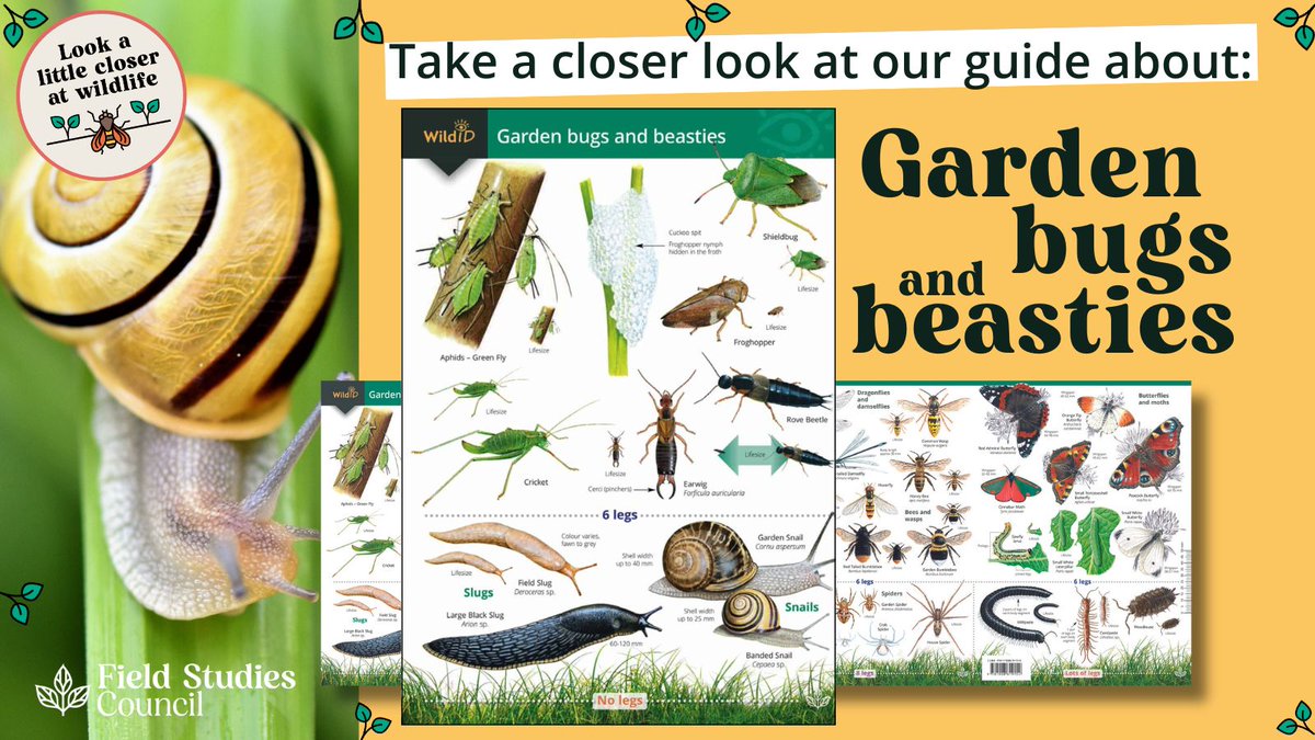 🐌 Go bug hunting & find an amazing range of little creatures. From shieldbugs to spiders, froghoppers to flower beetles, our 'Garden Bugs and Beasties' fold-out guide features common minibeasts in your garden.🐛 👉Use our guide to learn about minibeasts: ow.ly/LY0t50R6zOp
