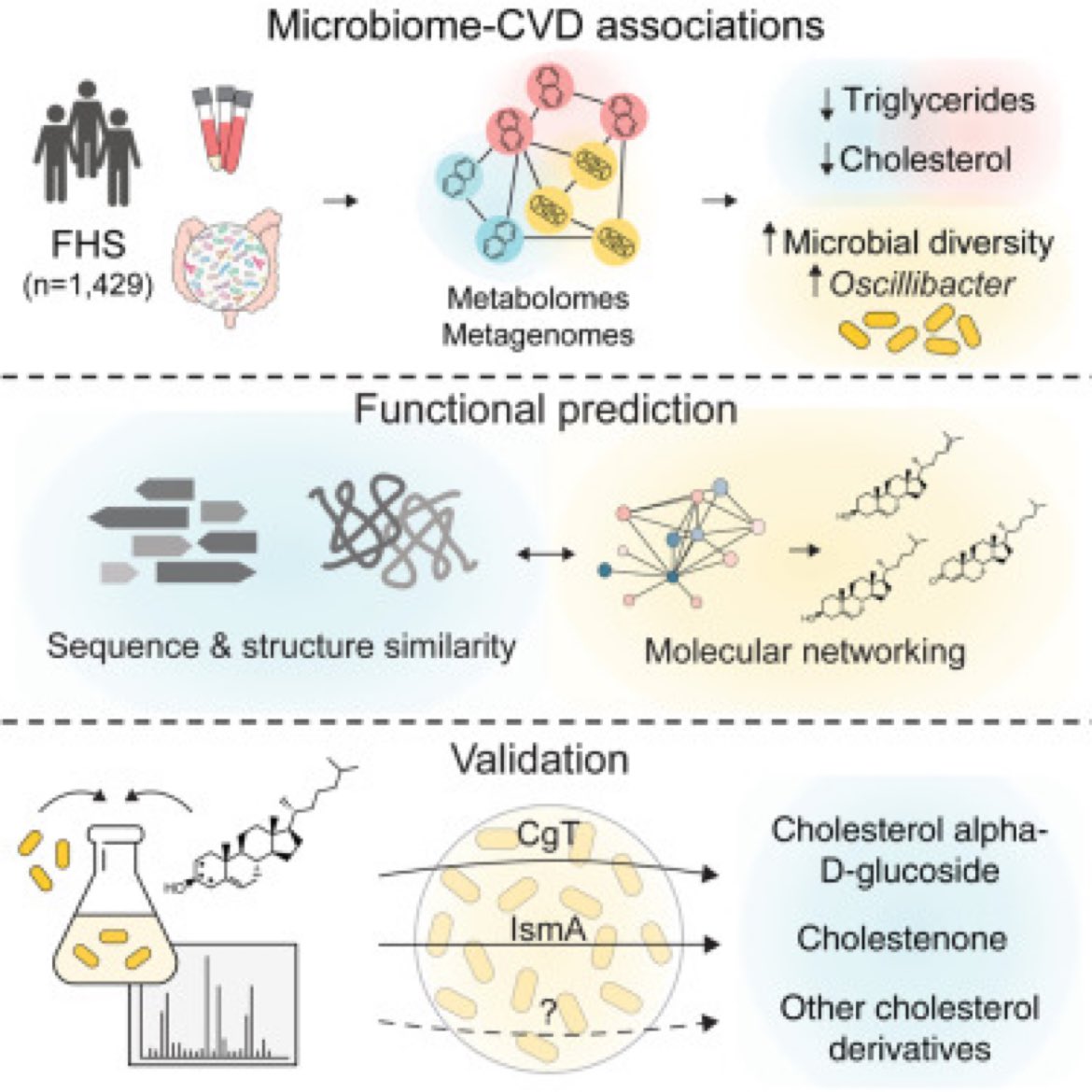 🙋‍♂️ Discovery of gut microbiome 🦠 constituents that lower cholesterol levels could be used to reduce risk for heart disease in @CellCellPress #Microbiome #HeartFailure #MedX H/T @EricTopol 🔗 cell.com/cell/abstract/…