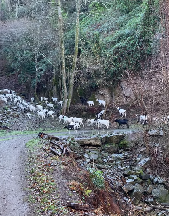👉La següent trobada tindrà un format de panell expositiu amb la qual conèixer i reflexionar entorn les diferents opcions de models de consum dels productes agrícoles i ramaders 🍅🐓