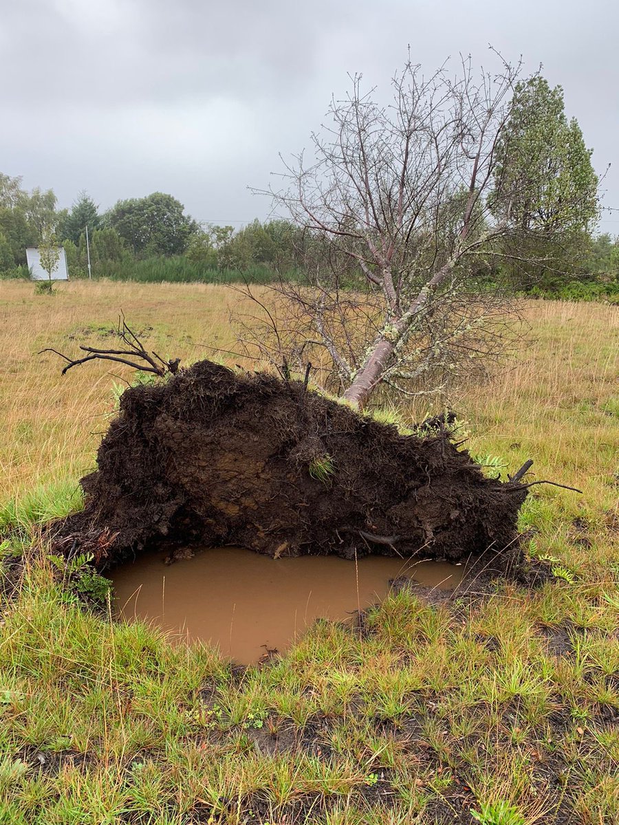 Altas precipitaciones en pocas horas en #Chiloe La delgada capa de suelo sobre el fierrillo en suelos degradados no sostiene ni a los árboles. Deja de llover y eso se seca rápidamente. Bosque nativo y pomponal retienen agua caída y la entrega lentamente a esteros.
<a href="/Maisa_Rojas/">Maisa</a>