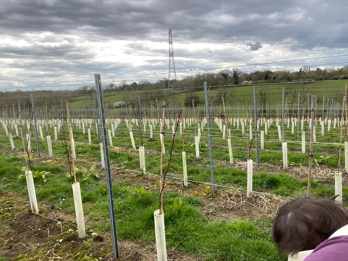 A lovely afternoon introducing the youngest family member to the vineyard, sorting out the rabbit guards and ‘bud rubbing’ (making sure the energy in the plant is focussed on growing only 3 buds) #vineyard #englishwine #familybusiness #englishvineyard #spring
