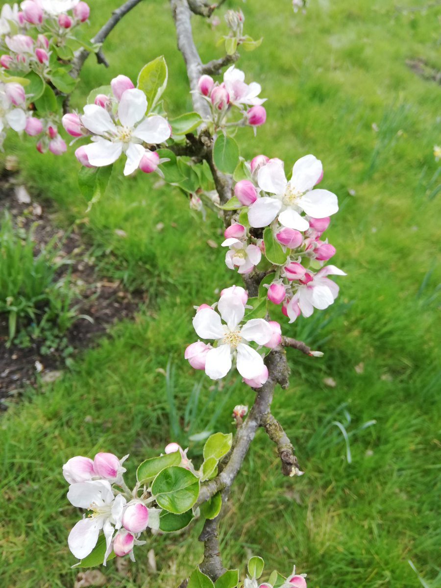 Apple blossom @Fulham_Palace