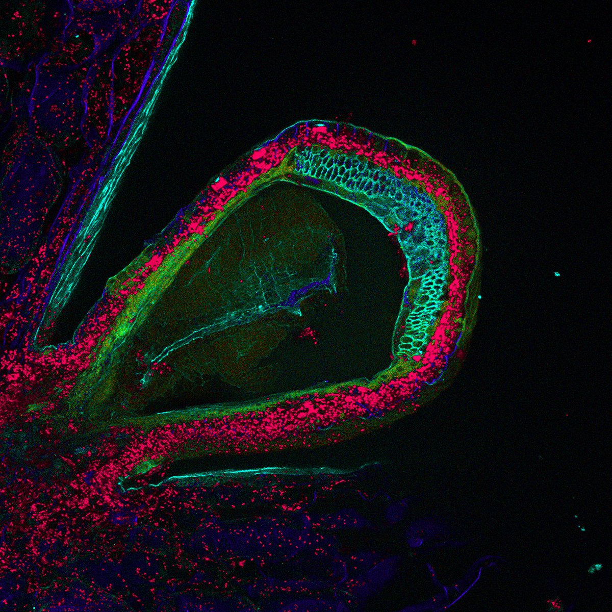 #ImageOftheMonth J.Petit @INRAE_BFP Autofluorescence imaging (scanning confocal) of a longitudinal section of an achene from a cultivated strawberry. In red the plastids, in green, the cuticule of the receptacle and the vascular tissue for the achene.