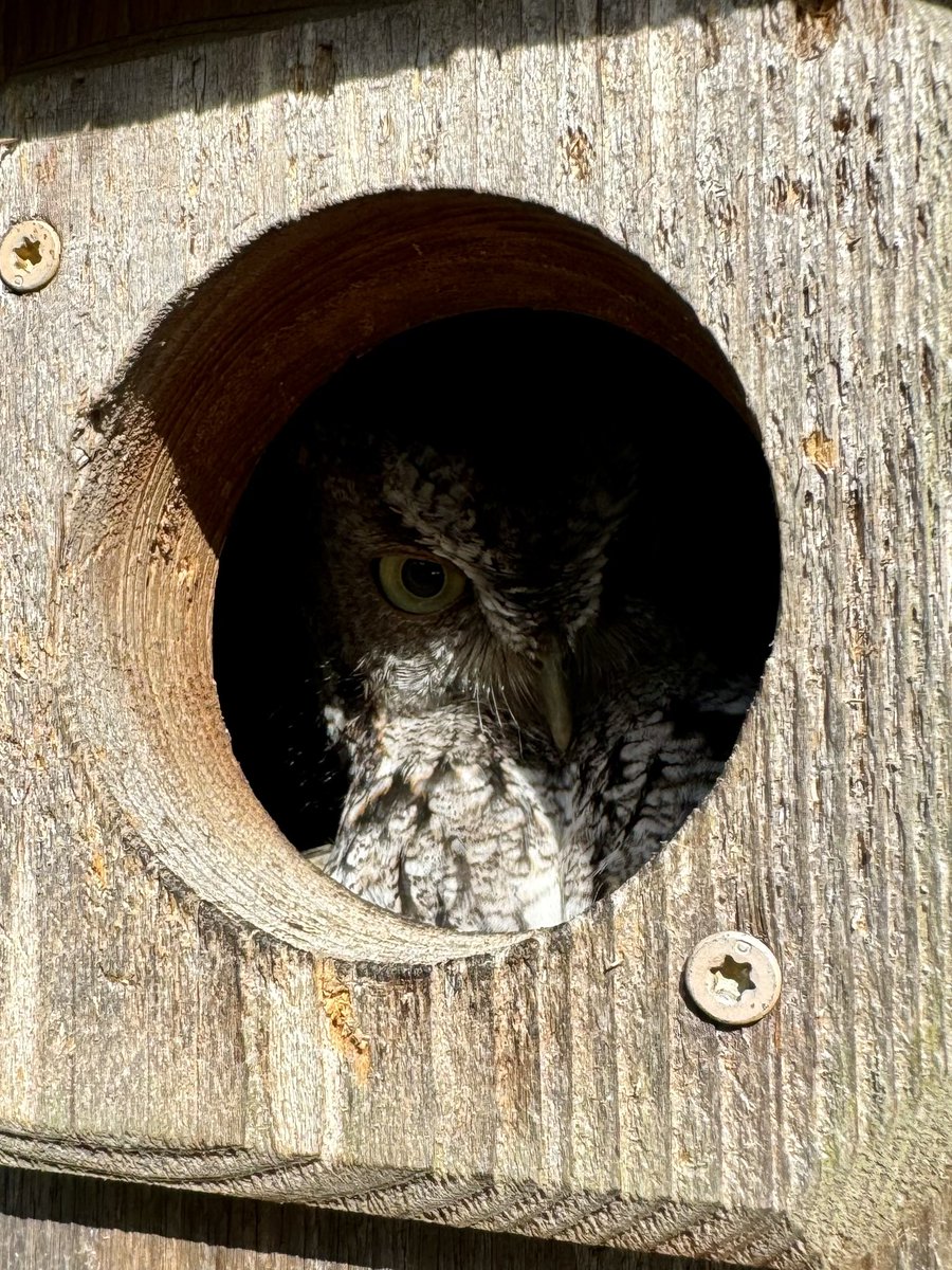 Ms. Julia is back for her 2nd season at #oldefloridagolfclub We named her “Julia” after Julia Roberts in The Runaway Bride She is obviously very camera shy #Mom fledged 3 last year, this year she has 2 eggs #screechowl @GCSAA @AudubonIntl #swfl #golf #environment #thisismyoffice