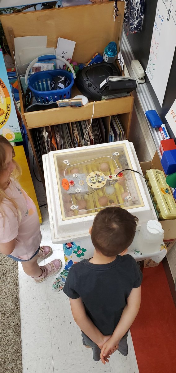 MsLieferKdg's tweet photo. It's chick time in Kdg! Hopefully in 21 days we will have chicks hatching. 🐣 #redbud132 https://t.co/f1blWcRJmA