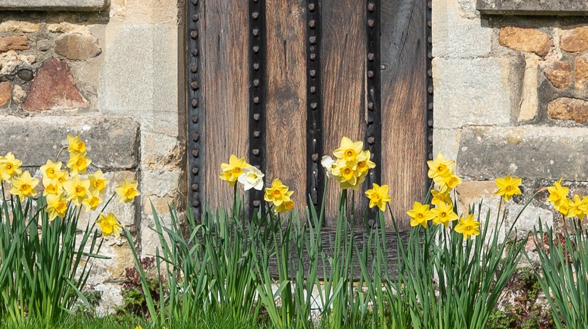 Daffodils against church door.