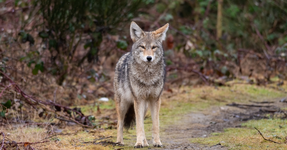 At this time of year, coyotes across Vancouver are settling into dens to raise their young. To support coexistence, please: ✔️ Give them plenty of space ✔️ Keep dogs close and on leash ✔️ Respect trail closures ❌ Don't feed wildlife More tips: ow.ly/SsoV50R4Gu8