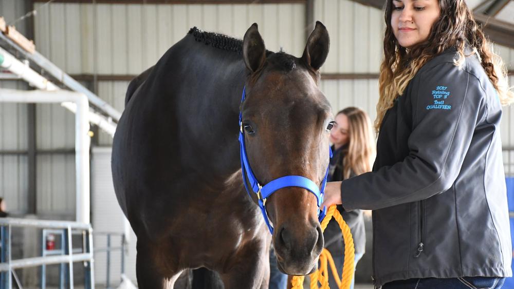 Penn State Equine Science Showcase and Quarter Horse Sale returns April 27 psu.ag/4aE6cFs