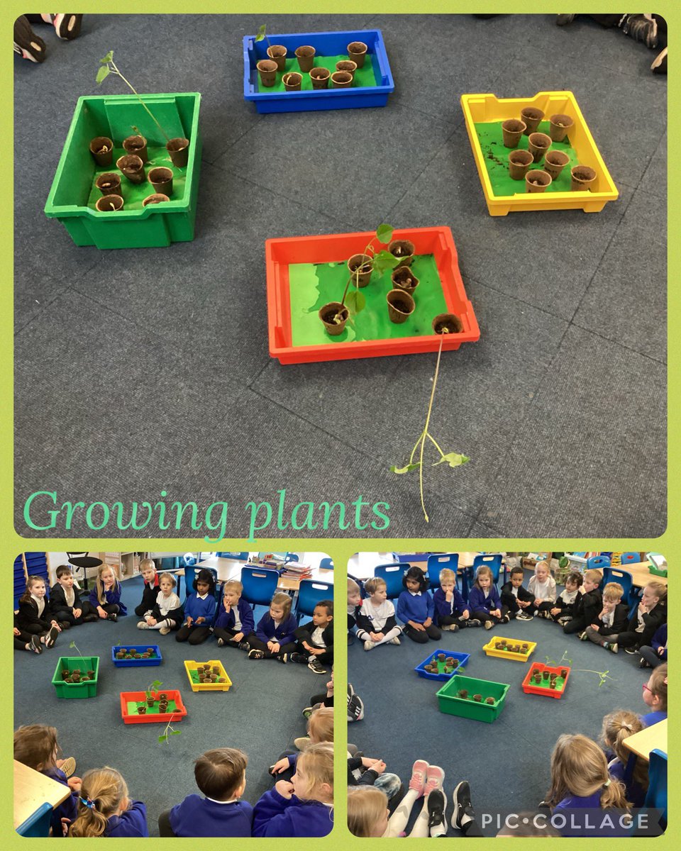 We have loved watching our plants grow in school. 
How are they getting on at home #remarkablerobins ?