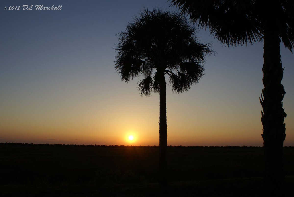 #sunset #marsh #Florida #sunsetmemories #marshlands #nightsky #palmtrees #beautiful #LOVE