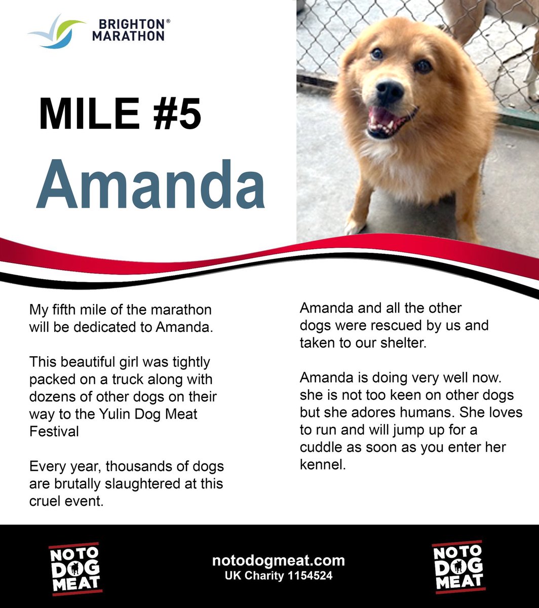 notodogmeat's tweet photo. We would love to build a bigger kennel for Amanda so she can have space to run and play. @BrightonMarathn @InYourArea_UK
To help #run4thedogs #brightonmarathon
https://t.co/XIz81XEa5f https://t.co/J9kwVzISNx