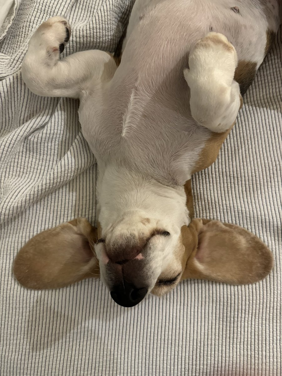 my bunny 🐰 rabbit 🐇 pose? … Happy Easter to all #beagles of the world!
<a href="/beaglefacts/">Beagle Facts</a>