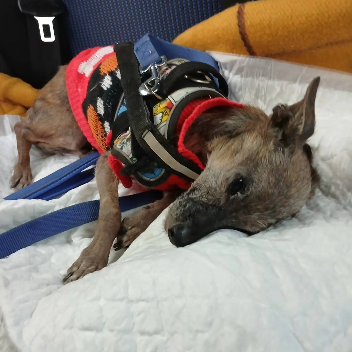 #Albacete
Por favor, ayuda!!!!
La abuelita #LOLI está ingresada y en un par de días le dan el alta, pero así no puede volver a la perrera. Es tan pequeñita y está tan débil.
Necesita un sitio donde descansar y estar vigilada, para reponer fuerzas.

Tiene leishmania y un tumor