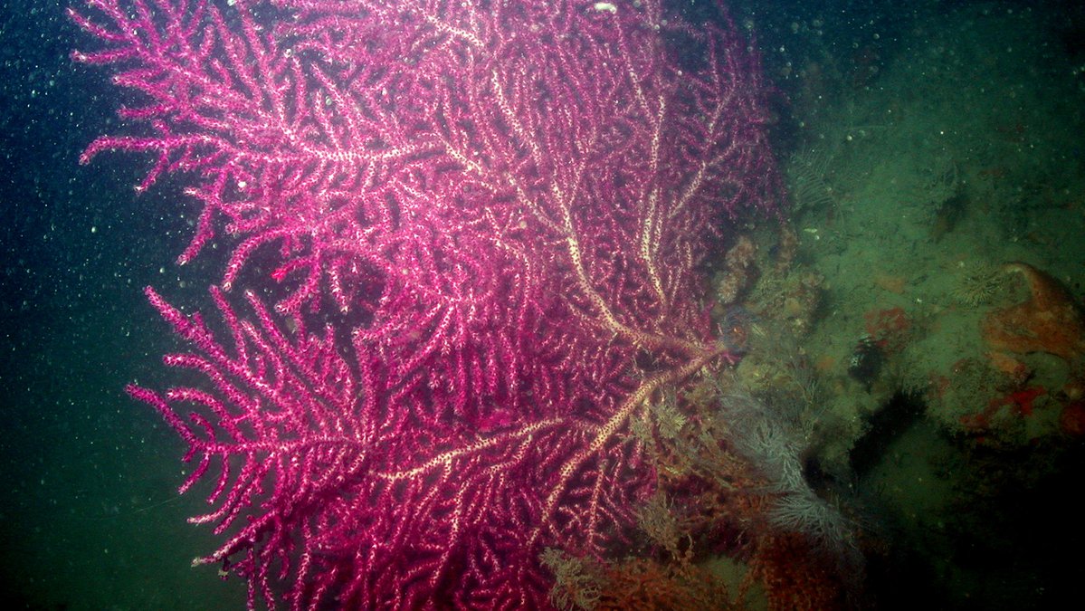 Mary, Mary, quite contrary, How does your Garden grow? With #CoralReefs and #Corals Deep, And #Sponges all in a row. #NationalGardenMonth #StetsonBank flowergarden.noaa.gov/about/stetsonb…