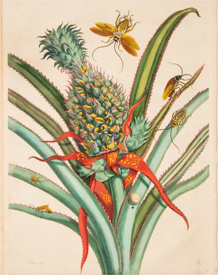 Happy birthday to naturalist and botanical illustrator, #MariaSibyllaMerian! 🦋 Merian studied and documented indigenous plants and animals and received widespread international reputation following the publication of her book “Insects of Surinam.” 🐛 nmwa.org/art/artists/ma…