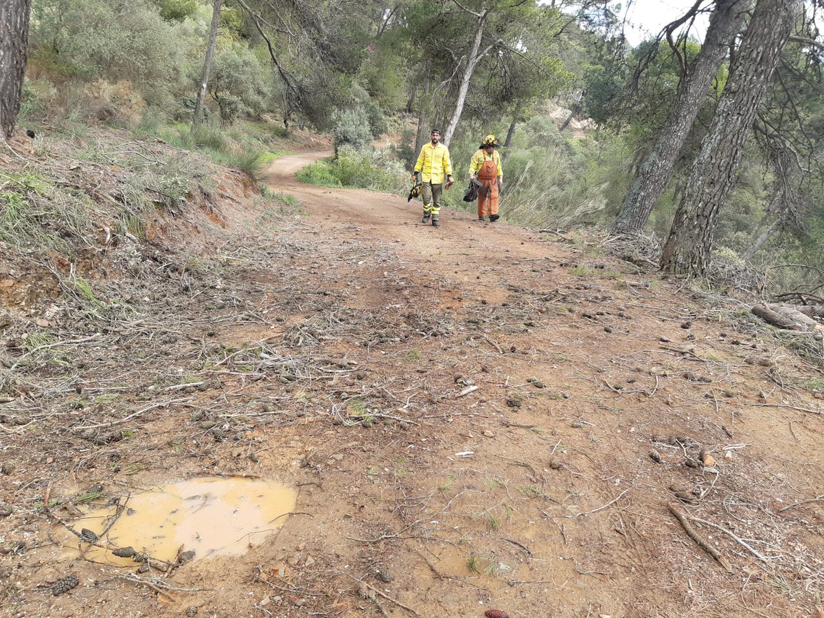 ⭕️ EMERGENCIAS EN EL MEDIO RURAL | Las secuelas de la #BorrascaNelson continúan.  Los compañeros de Málaga retiran pinos caídos, que obstaculizaban caminos en el Parque Nacional Sierra de las Nieves, en Parauta, y en el Parque Natural Montes de #Málaga.

#ServicioPúblico 🚨