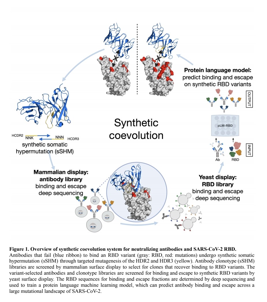 𝙏𝙝𝙚 𝙍𝙚𝙙 𝙌𝙪𝙚𝙚𝙣 𝙝𝙮𝙥𝙤𝙩𝙝𝙚𝙨𝙞𝙨 :
Synthetic coevolution reveals adaptive mutational trajectories of neutralizing antibodies and SARS-CoV-2

biorxiv.org/content/10.110…