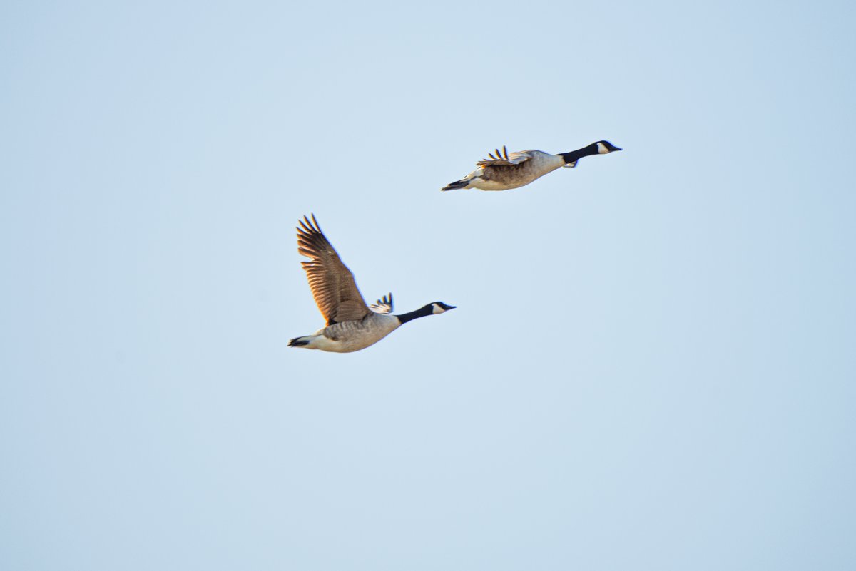 It was like a scene from Top Gun down the towpath on Sunday morning there were that many flybys! Swans, Shell Ducks, Oystercatchers and Canada Geese were all kind enough to call out a heads-up as they flew past #WildCardiffHour #Cardiff #LambyWay @WalesCoastPath