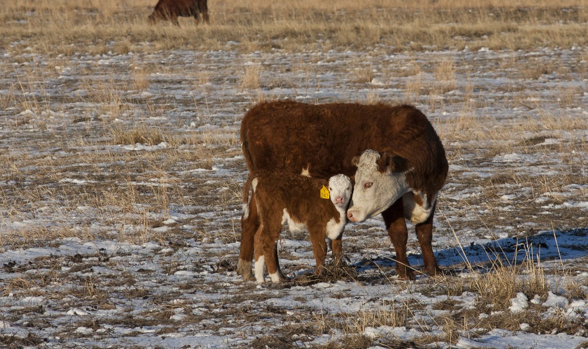 In the latest episode of the the Canadian Beef Cattle Podcast, Alberta beef producers Tyler and Nancy Haraga share details of when they faced a Cryptosporidium outbreak. 🎧 LISTEN NOW ⬇️ beefresearch.ca/blog/one-healt…