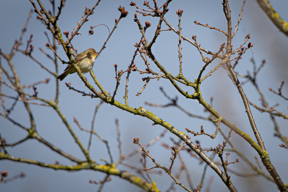 Some more songbirds seen down the Lamby Way towpath on Sunday morning. The robin and dunnock were singing their hearts out in the sun. They were joined by what I think is a chiffchaff but happy to be corrected! #WildCardiffHour