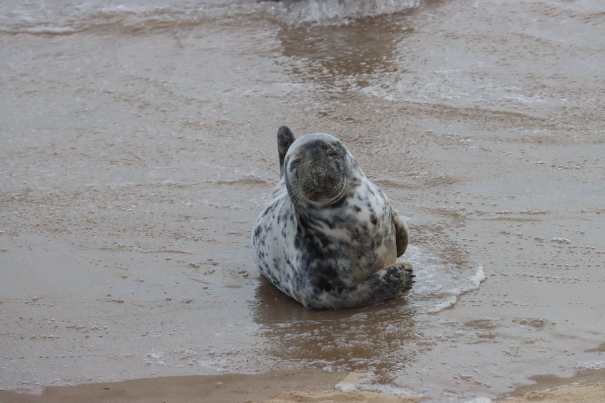 Heard the first #WillowWarbler of spring this morning at #Horsey There is still plenty of moulting going on at the beach too. Please let the #GreySeals rest while they change coats. #longlens