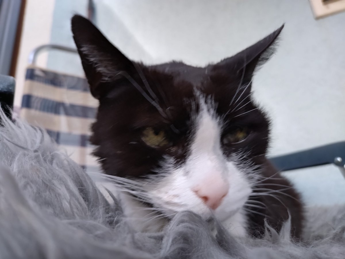 Almost twelve years ago Bandit joined our life.
Today is the day he has to leave 🌈🖤🩶
It feels so unreal...
I hope he soon will enjoy #hedgewatch ing again on the other side of the bridge 😢