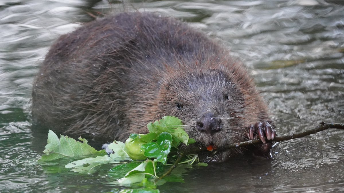 #DYK that beavers have orange teeth because of the iron in their enamel which makes their teeth strong enough to munch through wood! #InternationBeaverDay @ArianeBurgessHI