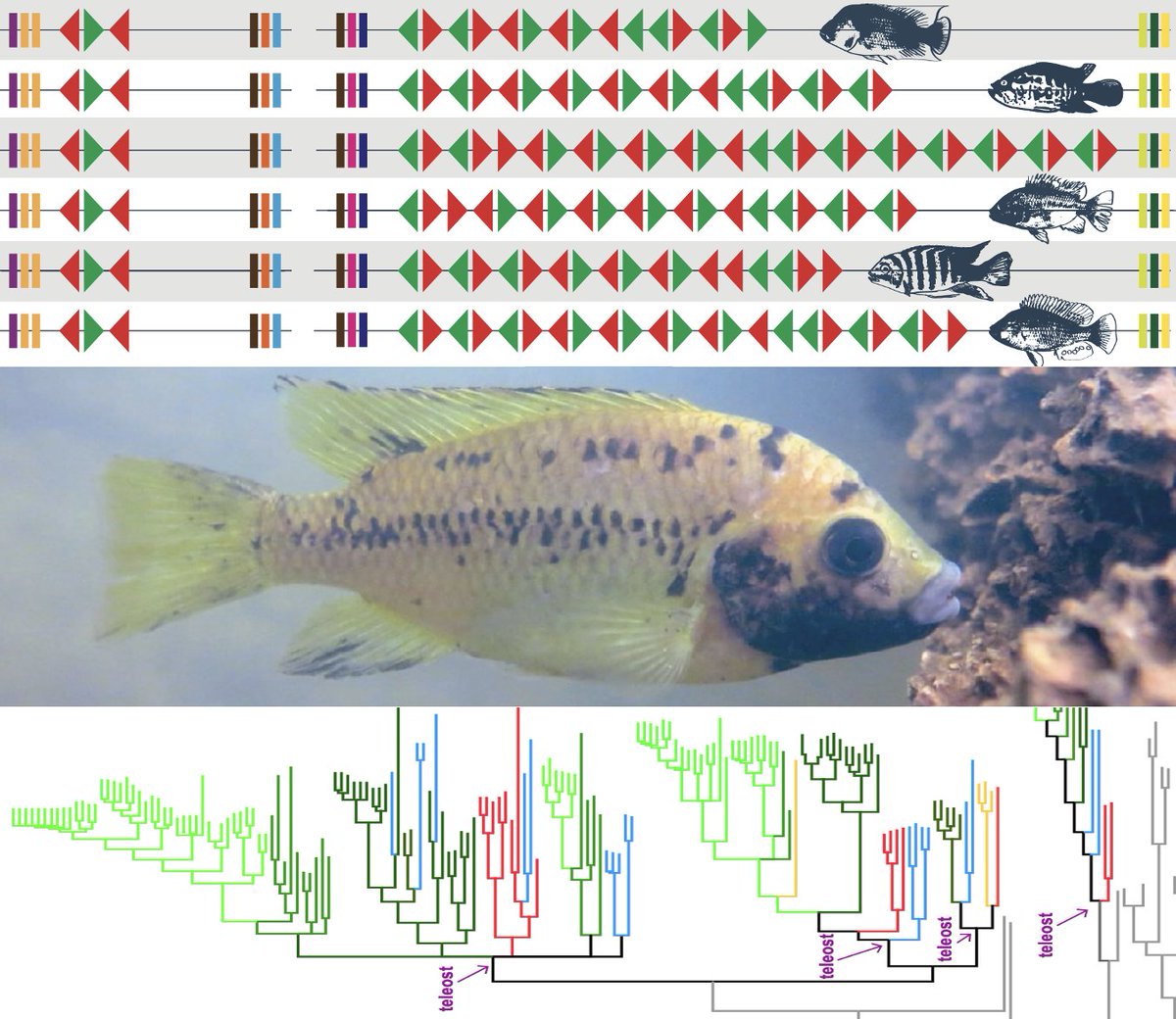 Hemoglobin gene evolution in teleosts and cichlids: fish genomes have many Hb genes (up to 43) diversified from ancestral 7-8 Hb copies. Our new preprint & 1st step towards #hemoglobin function in Barombi #cichlids for @solovey_omen. Thks to all coauthors! biorxiv.org/content/10.110…