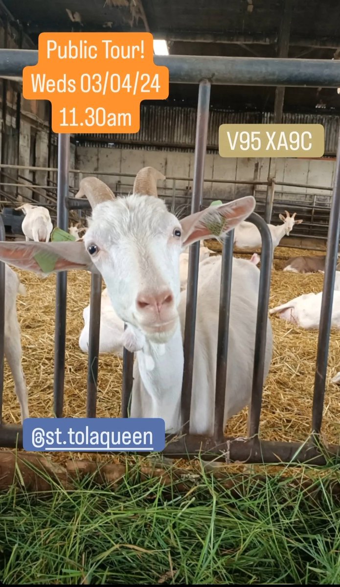 Join us tomorrow Weds 3/4/24 on our Public Easter Tour! 11.30am, get to meet our lovely goats + taste delicious cheese! 
€15 adults, €8 kids or €35 family ticket
You'll find us at V95 XA9C, 30 mins from Ennis, 15 mins from Lahinch
Drop us a DM &amp; let us know you are coming!