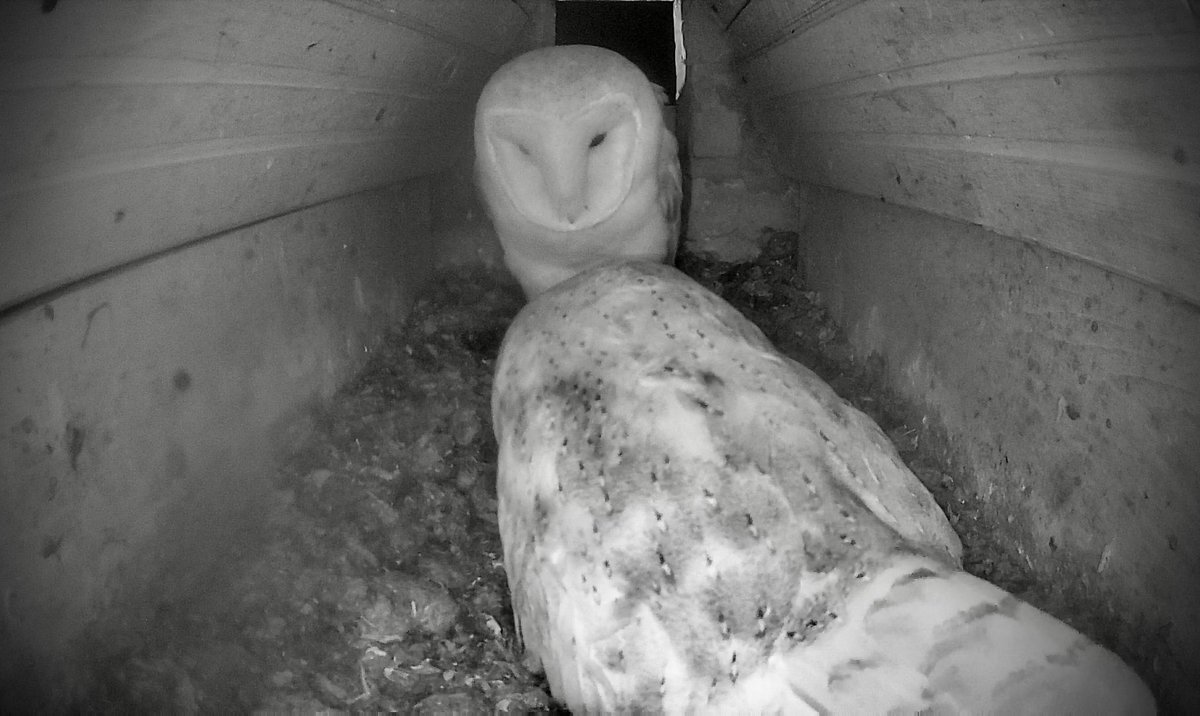 Well, what are you waiting for? An invitation?! 🦉 #barnowl #owl #nature #wildlife @GreenFeathersUK