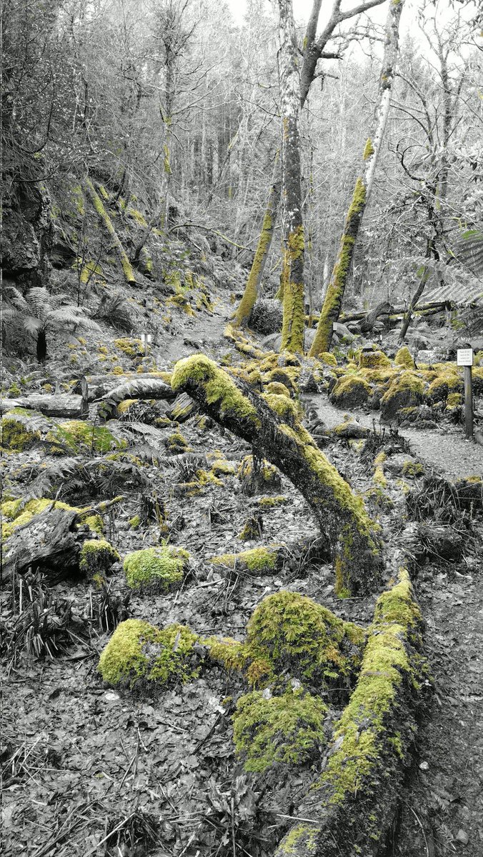 Visiting <a href="/CanonteignFall/">Canonteign Falls</a> today, but thanks to <a href="/Grevster73/">Andy CG</a> and <a href="/MossSafari/">Moss Safari</a> all I see is moss everywhere!