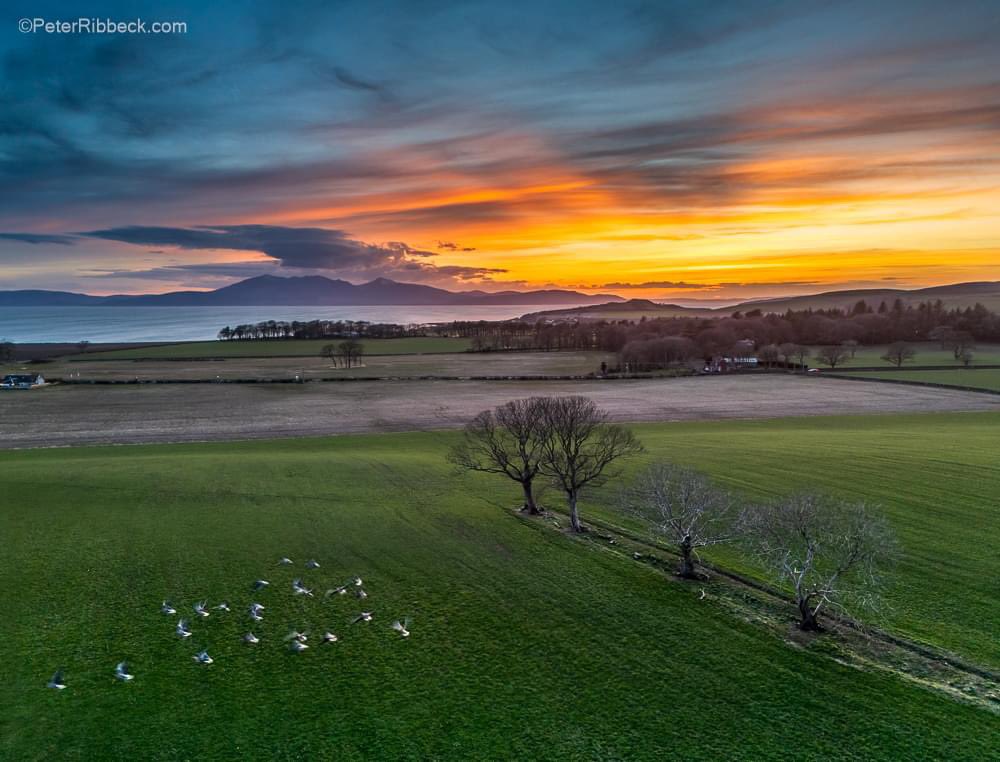 Sunset over Ayrshire flying above a flock of geese #WestKilbride #Arran #IsleofArran #Ayrshire #Scotland #Geese #visitscotland @VisitScotland