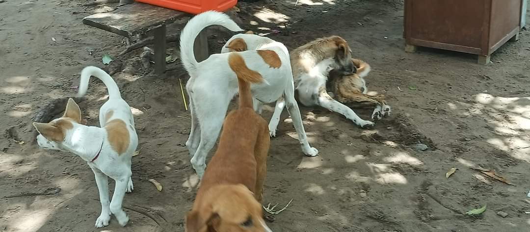 LiberiaAnimal's tweet photo. LAWCS provides the only free veterinary care and treatments for thousands of dogs and cats annually in rural communities in Liberia.
#animalhealthcare #veterinarycare #veterinaryclinic #veterinaryservice #animalcare #animalwelfare https://t.co/925IWfKEc9
